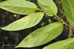 Champereia griffithiana